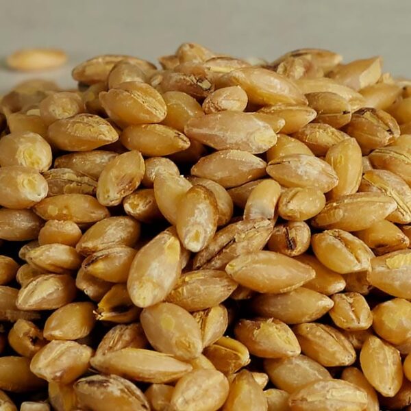 Organic Whole (hulled) Barley Berries - Image 2